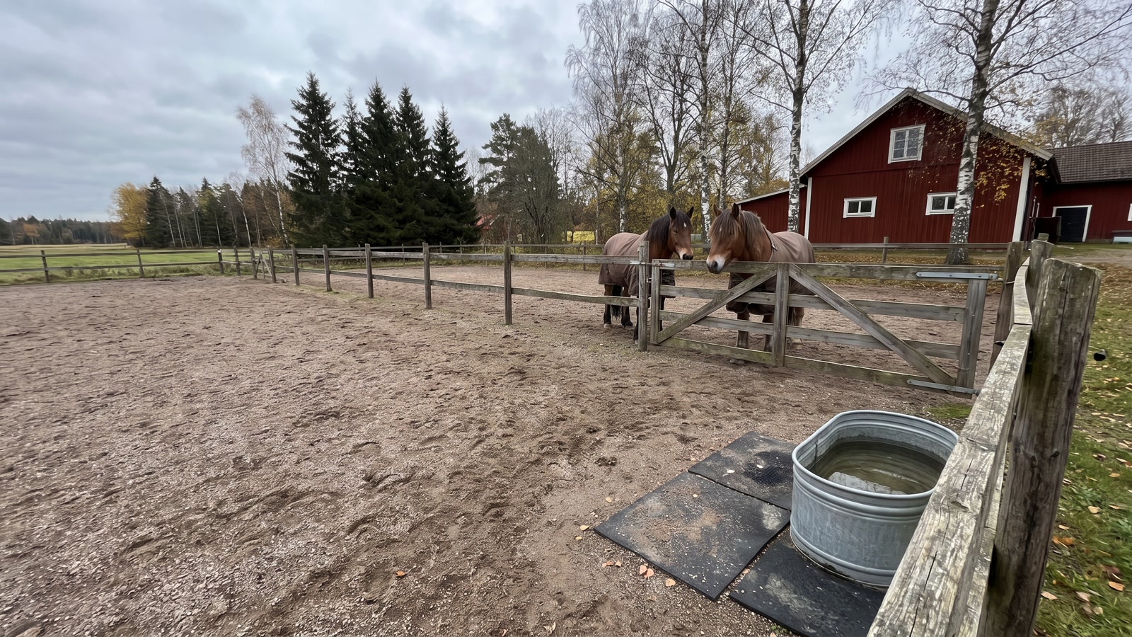 Två hästar i täcken bakom grind på en svensk paddock med hårdgjord yta