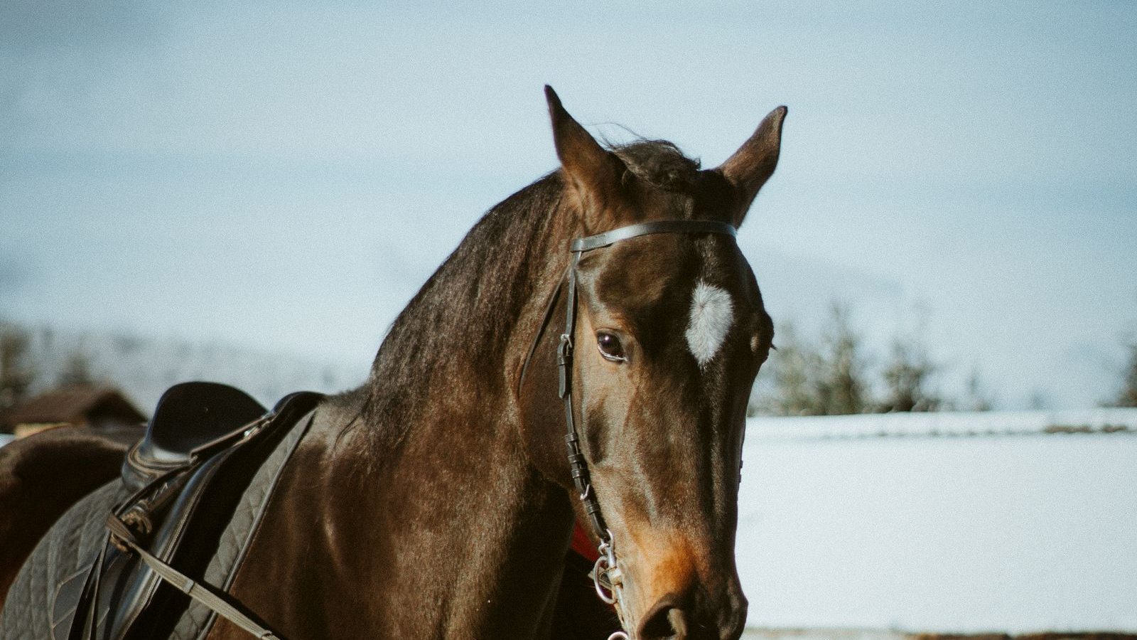 Häst i en inhägnad vinterpaddock med hårdgjord, dränerande yta utan lerpölar